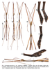 CollectionObject 1586916; RBINS I.G.: 33.092 (RBINS), f43086f7-e0f4-4efb-a7f0-f0fa3ff3348f: copyright RBINS, from original publication. male (holotype). (CollectionObject).