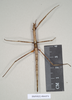 CollectionObject 1556952; NHMUK(SF IMPORT DUPLICATE) 844974-844975, a895fb1e-3f78-4fd2-b3a3-929a25a06fb2: copyright Natural History Museum, London. female of Anophelepis rhipheus (syntype). (CollectionObject).