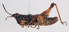 CollectionObject 1595758; 70b69e45-7e8f-4ce2-b765-e4c66010bb2b: male, lateral view (syntype of Chrotogonus saussurei). (CollectionObject).
