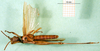 CollectionObject 1501236; c81a95ea-83f1-4627-b550-ce283560c26d: male, ventral view (syntype). (CollectionObject).