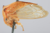 Habitus, lateral view: (Observation).