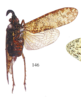 Habitus, dorsal view on Enhydria longicornuta Lallemand, 1960: (Observation).