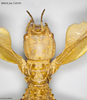 CollectionObject 1588244; MNCN(SF IMPORT DUPLICATE) 110705, bc1708c3-463b-4c5b-a1bc-b53609e7eab1: copyright MNCN, Madrid. female: head & thorax, dorsal view (holotype). (CollectionObject).