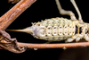 CollectionObject 2735883; 10022bc4-593d-4a0c-ba2c-e226e4c1a65d: Female. Ventral view of abdomen and ovipositor. La Serena, Chile. CG4f. (CollectionObject).