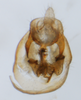 Pygofer, ventral view: !! display not done !! on Bostaera nasuta Ball, 1902: (Observation).