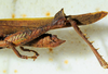 CollectionObject 1498823; 4a602b88-4efd-4ea4-b8d1-3ecc68a55799: 2012. male, abdomen and hind tibia, lateral view. (CollectionObject).