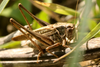 FieldOccurrence 3693; 66b57a0a-ad85-498c-b1c8-24caee51416d; Eberfirst, 2025/09/14: (FieldOccurrence).