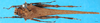 CollectionObject 1502080; 5f776793-2d6a-4a50-8dd1-f0b9c4784ea0: male, dorsal view. (CollectionObject).