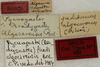 CollectionObject 1534964; 5d6ff9f3-f408-45c1-b48a-60c457d6ee9b: labels (holotype). (CollectionObject).