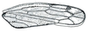 Forewing: !! display not done !! on Opsius Fieber, 1866: Opsius stactogalus, forewing. (Observation).