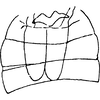 Abdomen, sternal apodemes, ventral view on Asymmetrasca kishtwarensis (Sharma, 1984) now Asymmetrasca kaicola (Dworakowska, 1982): Sternal apodemes. (Observation).