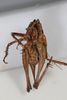 CollectionObject 2376971; 40ae0fbc-a9a1-412d-9ba3-14d71215e6f1: Female, ventral view (syntype). (CollectionObject).
