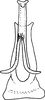 Aedeagus, ventral view on Arboridia (Arborifera) mira Song, Li & Dietrich, 2016: Aedeagus, ventral view. (Observation).