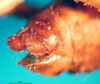 CollectionObject 1500323; 6f4685fa-013c-4a17-9eb0-b2aa93e8078e: male, abdomen tip, lateral view (syntype). (CollectionObject).