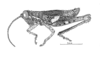 Phaulacris gracilicornis (Bruner, 1911): Fig. 164. male, habitus. (Otu).