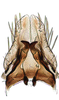 Subgenital plate, ventral view on Chelidinus cinerascens Emeljanov, 1962: Subgenital plate. (Observation).