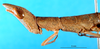 CollectionObject 1580308; 4d7d51a4-6de1-42f0-ac07-09c8f48c2d1c: female head and pronotum, lateral view (paralectotype). (CollectionObject).
