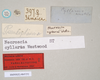 CollectionObject 1559616; NHMUK(SF IMPORT DUPLICATE) 845252, 9461eaab-73dd-471c-826e-a4a6d2688595: copyright Natural History Museum, London. female, data labels [round label reversed] of Necroscia cyllarus (paralectotype). (CollectionObject).
