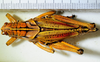 CollectionObject 1564545; dd6ee21a-d3f5-4fc0-aed6-a27a87d86faa: 2012. female, dorsal view. (CollectionObject).