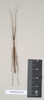 CollectionObject 1562685; a3ff7401-7614-4afe-9c29-41aa032259b4: copyright Natural History Museum, London. male (paratype). (CollectionObject).;CollectionObject 1562686; f32ddbbd-4c7b-4867-a04f-7a617b041ec1: copyright Natural History Museum, London. male (paratype). (CollectionObject).
