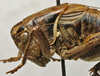 CollectionObject 1535144; a7879ff4-89a9-43b6-bb21-aedf7517837c: female head and pronotum, lateral view (syntype). (CollectionObject).