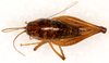 CollectionObject 1499658; 350f3ae7-c142-438b-b53e-2928ca875d03: female, dorsal view. (CollectionObject).