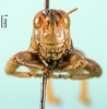 CollectionObject 1502040; 25ede047-fe8d-4878-8bcb-cb4fc091378b: male, frontal view (lectotype). (CollectionObject).