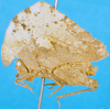 CollectionObject 1552381; 47160005-763f-4689-8f85-2b79c08b9266: male, lateral view. (CollectionObject).