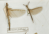CollectionObject 1559834; 55e750fd-5515-404c-a8db-ad5fc475de84: copyright MNHN, Paris. female of synonym Metriotes pallidum (holotype, on left). (CollectionObject).