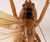 CollectionObject 1534476; d6db73e6-d256-4476-9255-700965bd9e6a: male stridulatory apparatus (syntype). (CollectionObject).