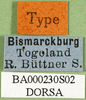 CollectionObject 1502137; ee60a2b0-f8fa-44cb-bd4e-0be74342c128: labels (syntype). (CollectionObject).