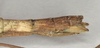 CollectionObject 1560334; 59a4b3c1-eab2-4733-b764-cd62b86f0ee2: copyright OUMNH. female: end of abdomen, lateral view (holotype), copyright UMO. (CollectionObject).