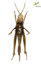 CollectionObject 1861853; 5cb915e0-df63-4b90-9627-d3dfa302e72b, Unioeste Cascavel K-0054: Female. Ventral view. (CollectionObject).