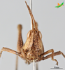 CollectionObject 2243699; Unioeste Cascavel K-0733, 402dfdf9-e29f-4272-a8e4-190aefbeef05: Female, frontal view. (CollectionObject).