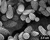 Brochosomes: !! display not done !! on Cuerna alba Oman & Beamer, 1944: CR780 | U.S.A., New Mexico, Otero Co., White Sands NM, Rakitov R. [#02-39], 17-21 Jul 2002 | INHS. (Observation).