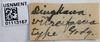 Other on Dingkana vitreifascia Goding, 1939: (Observation).
