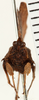 CollectionObject 1574109; NHRS 12924, 15de692f-9297-4e38-b69a-37aa0fb0e774: female, frontal view. (CollectionObject).