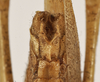 CollectionObject 1530645; 482fa01e-ba8d-4dc2-8a51-66399b3ab053: male abdomen tip, ventral view (holotype). (CollectionObject).
