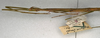 CollectionObject 1559075; NMW 601', b6118e5b-b7b0-4ff7-bbf4-f68c9df53d09: copyright NMW, Vienna. female: head and thorax, lateral view (syntype). (CollectionObject).