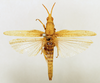 CollectionObject 1518492; 1b49e772-30cc-41df-a94d-d4d4d351c0cb: female, dorsal view (holotype). (CollectionObject).