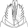 Aedeagus, ventral view: Pygofer, ventral view. (Observation).