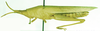 Atractomorpha acutipennis acutipennis (Guérin-Méneville, 1844): female, lateral view. (Otu).