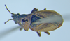 CollectionObject 1600168; a67da0ca-2b92-4def-9677-220e27bfbf6c: Pachymerus plebeius SINTYPE female (Museo Regionale di Scienze Naturali di Torino) - (CC BY-NC 3.0) - Photo by Fulvio Giachino. (CollectionObject).