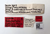 Other on Euhyloptera corticalis Fennah, 1945: (Observation).
