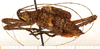 CollectionObject 1499676; e36f5a8a-fb44-4753-824d-e23cd66e9a73: male, lateral view (paratype). (CollectionObject).