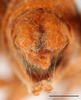CollectionObject 1585138; 7d6df789-2eac-4852-9238-f8ea3ec94cf2: male, terminalia posterior view, scale bar: 2 mm, Iba, Zambalesm Philippines. (CollectionObject).
