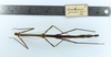 CollectionObject 1557615; 559cd80d-bd81-4094-b540-5d9905f5df7a: copyright MZUSP. female Canuleius grandis, dorsal view (paralectotype). (CollectionObject).