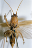 CollectionObject 1532827; 6f2e9492-333f-4825-9e4f-915c5674253c: female, frontal view. (CollectionObject).