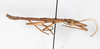 CollectionObject 1562356; 4b82c816-3f05-469d-8cb1-aafbbc1e4fde: copyright MHNG, Geneva. male, lateral view (paralectotype). (CollectionObject).;CollectionObject 1562357; bac9dc62-8e3d-4a20-bba3-d273f37420b0: copyright MHNG, Geneva. male, lateral view (paralectotype). (CollectionObject).