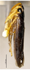 Habitus, lateral view on Bundera heichiana Li & Wang, 1992: (Observation).